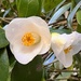 Delicate camellias  by congaree