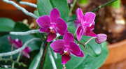 5th Feb 2023 - Orchid doritaenopsis