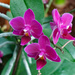 Orchid doritaenopsis by larrysphotos