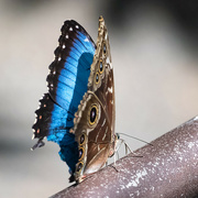 5th Feb 2023 - Blue Morpho Butterfly