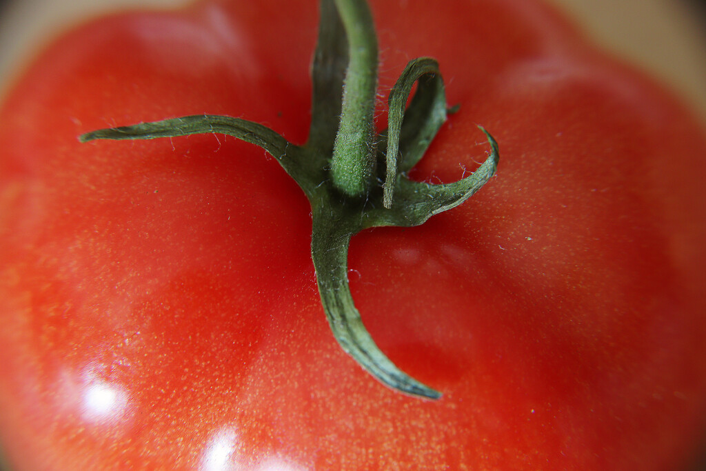 Day 36: Tomato by sheilalorson