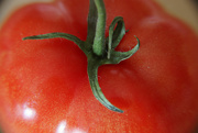 5th Feb 2023 - Day 36: Tomato