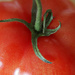 Day 36: Tomato by sheilalorson