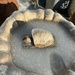 Icy turtle  by bellasmom
