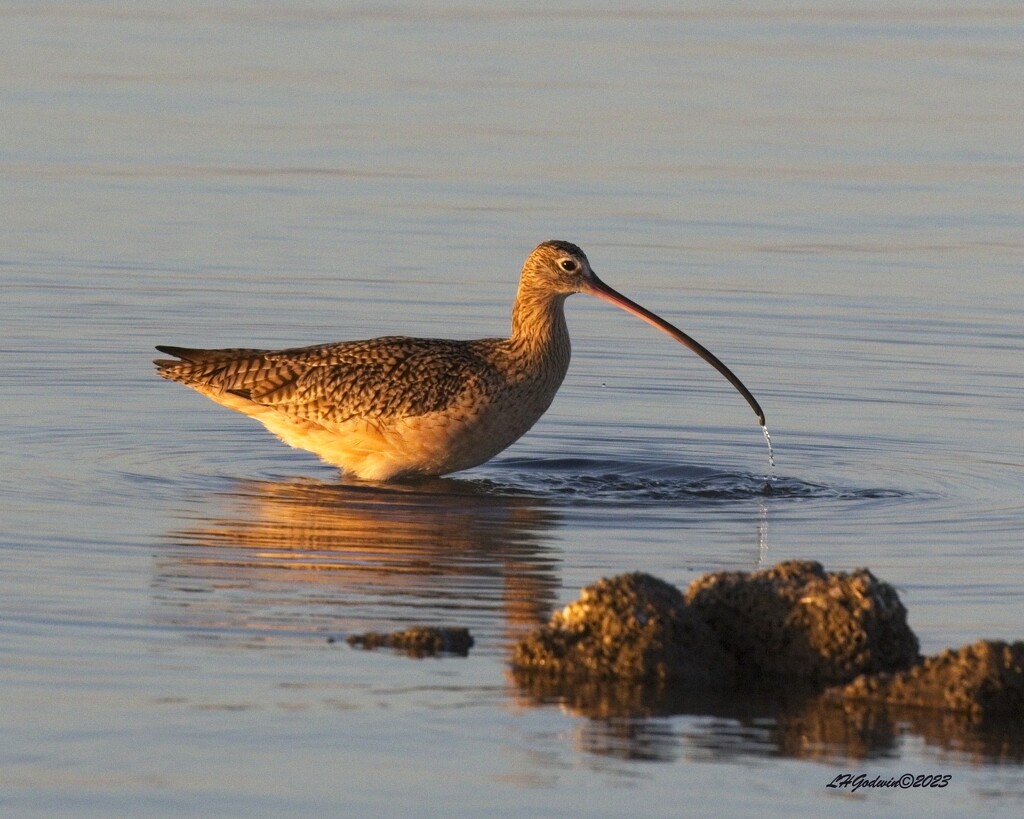 LHG_4403_Long-billed Curlew  by rontu