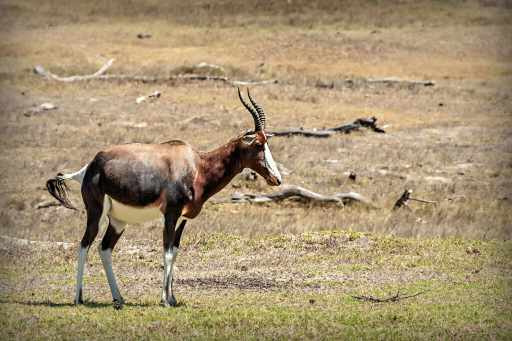 A seldom seen antelope by ludwigsdiana
