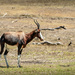 A seldom seen antelope