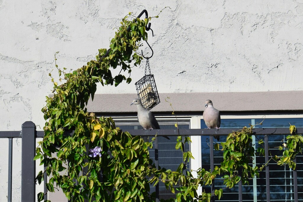 Two Mourning Doves by sandlily