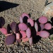 Purple Prickly Pear by sandlily