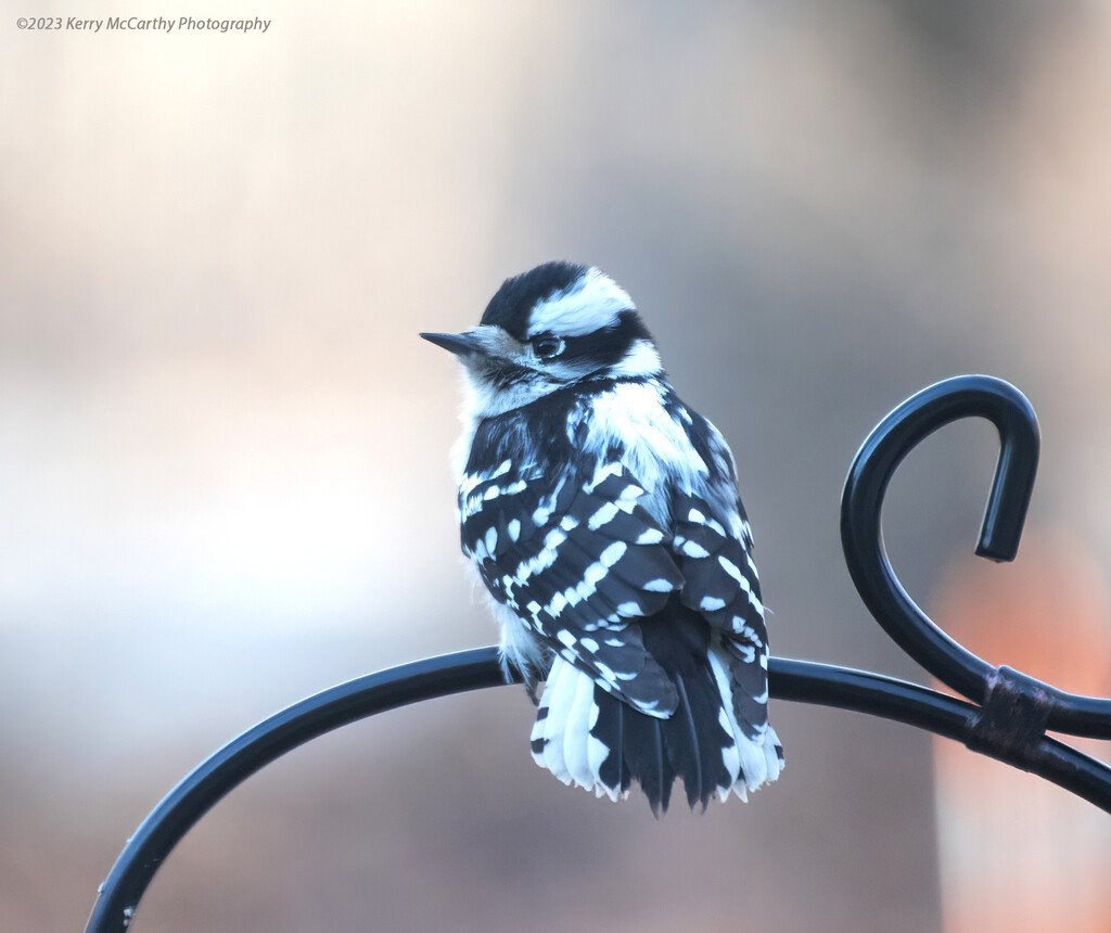 Chilly Downy Woodpecker by mccarth1