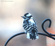 4th Feb 2023 - Chilly Downy Woodpecker