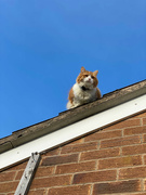 5th Feb 2023 - Cat with a View