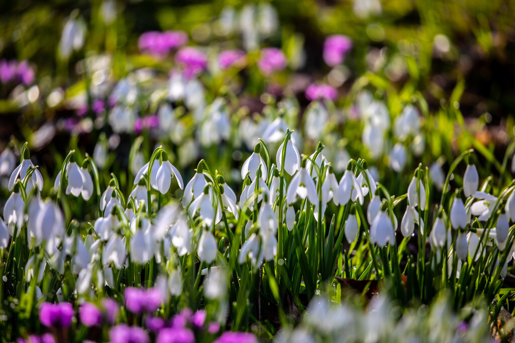 Spring Bulbs at Doddington by carole_sandford