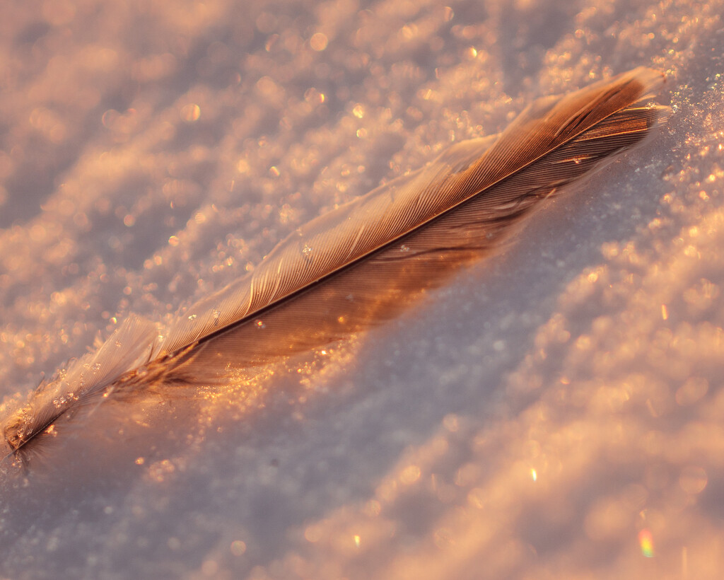 feather by aecasey