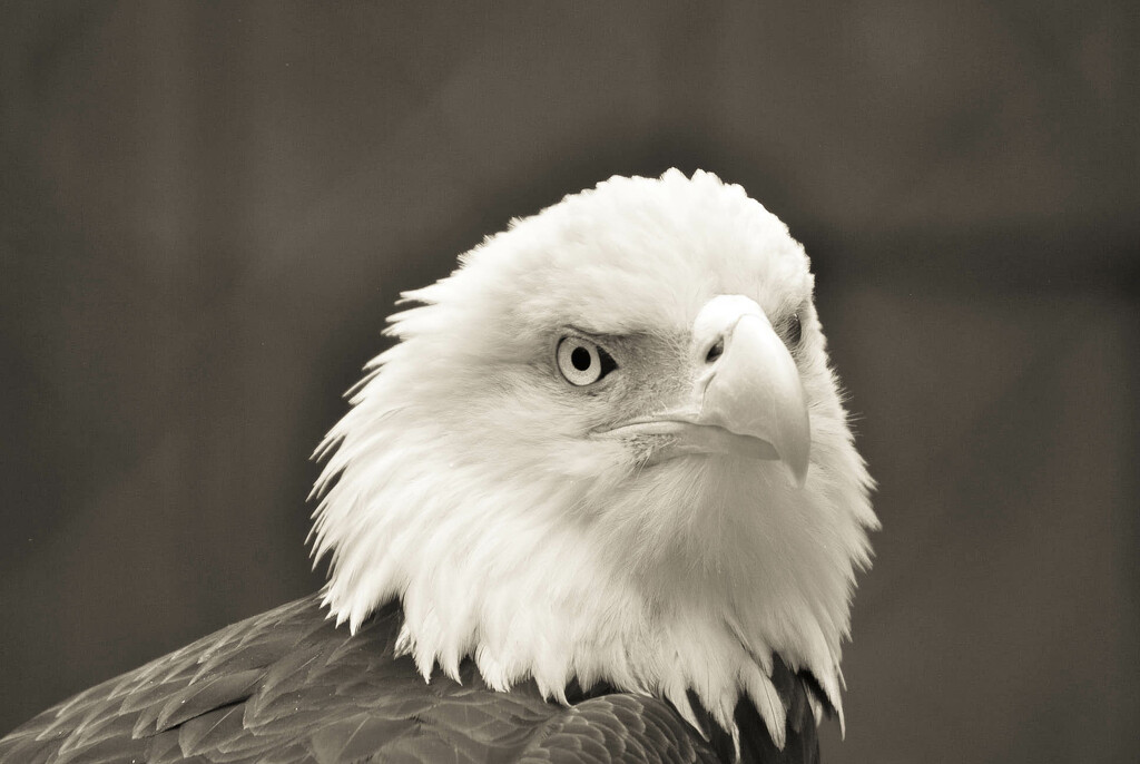 Day 37: Renshaw, American Bald Eagle  by jeanniec57