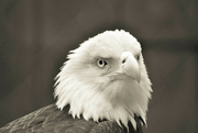 6th Feb 2023 - Day 37: Renshaw, American Bald Eagle 