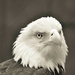 Day 37: Renshaw, American Bald Eagle  by jeanniec57