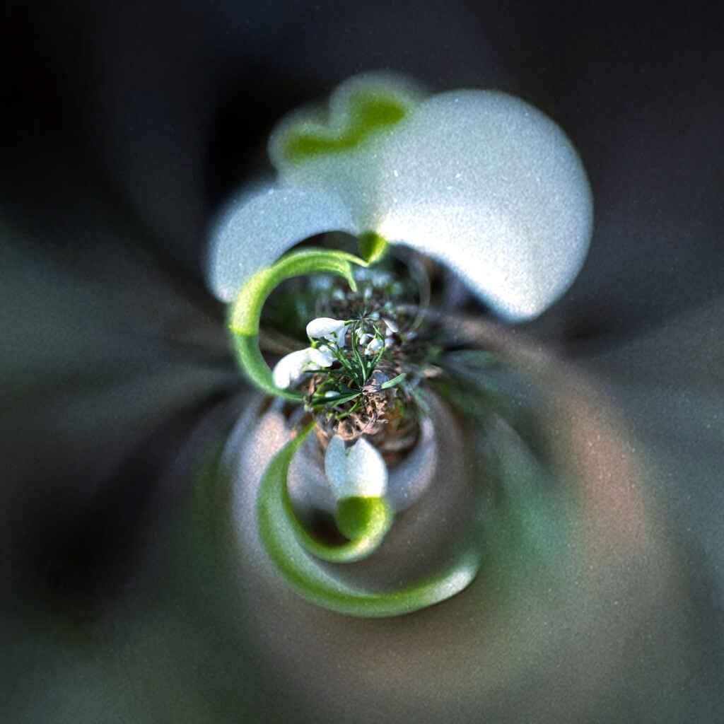 Snowdrop distorted by catangus