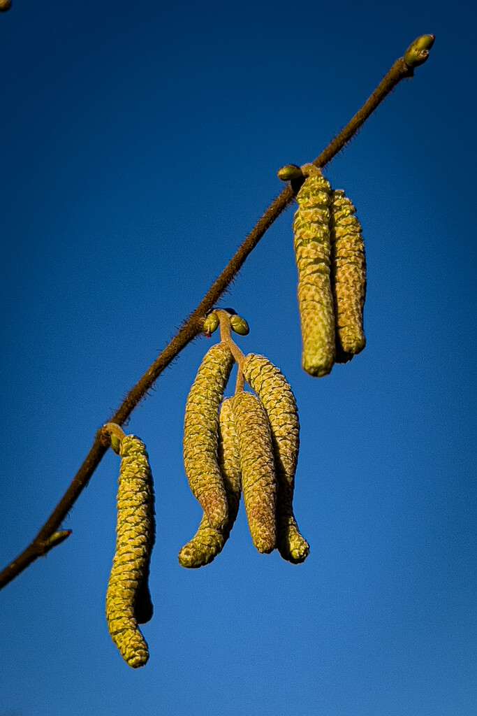 Catkins 2 by catangus