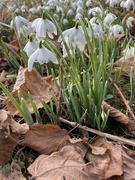 6th Feb 2023 - Snowdrops at Warnford