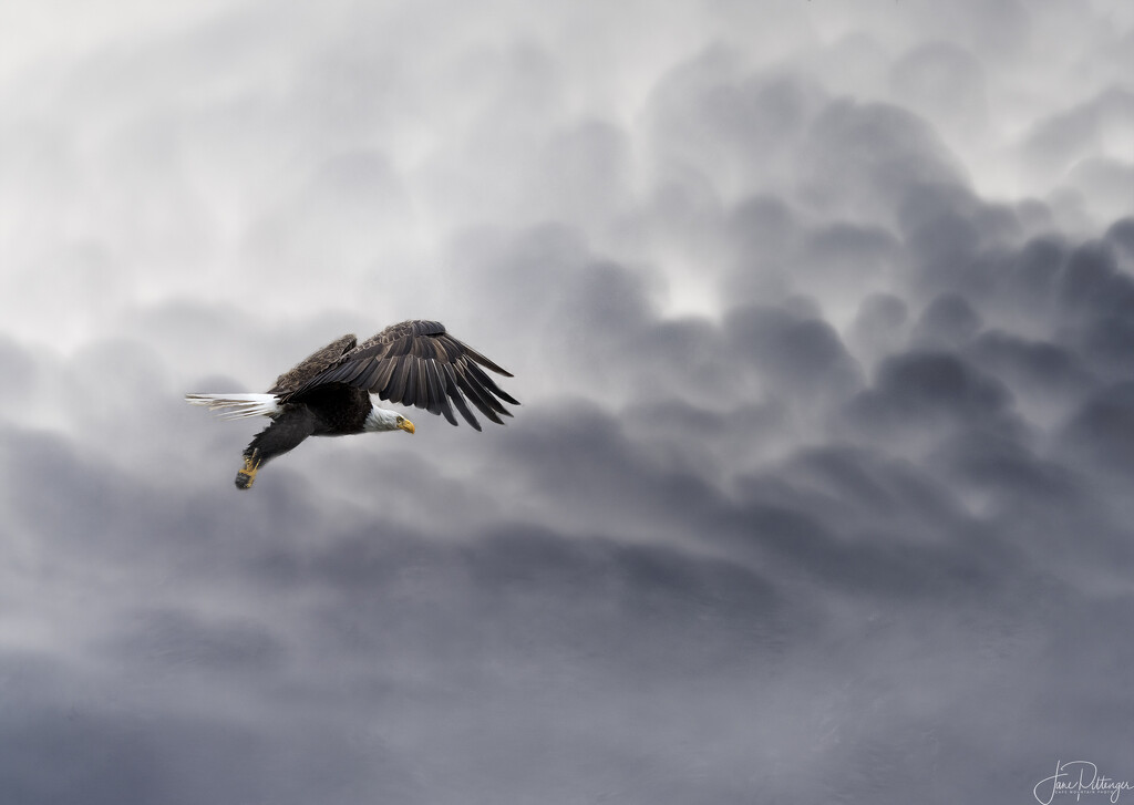 Eagle in Clouds by jgpittenger