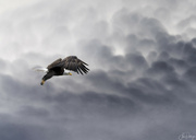 6th Feb 2023 - Eagle in Clouds