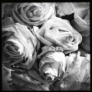 3rd Feb 2022 - Yellow Roses | Black & White