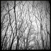 5th Feb 2022 - Trees | Black & White