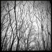 Trees | Black & White by yogiw