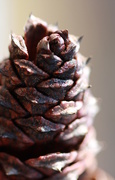 7th Feb 2023 - Wet loblolly pine cone...