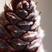 Wet loblolly pine cone... by marlboromaam