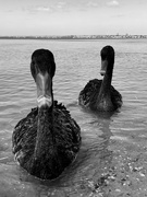 7th Feb 2023 - Swans on Swan River