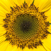 14th Nov 2022 - Sunbaked Sunflower