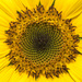 Sunbaked Sunflower by creative_shots