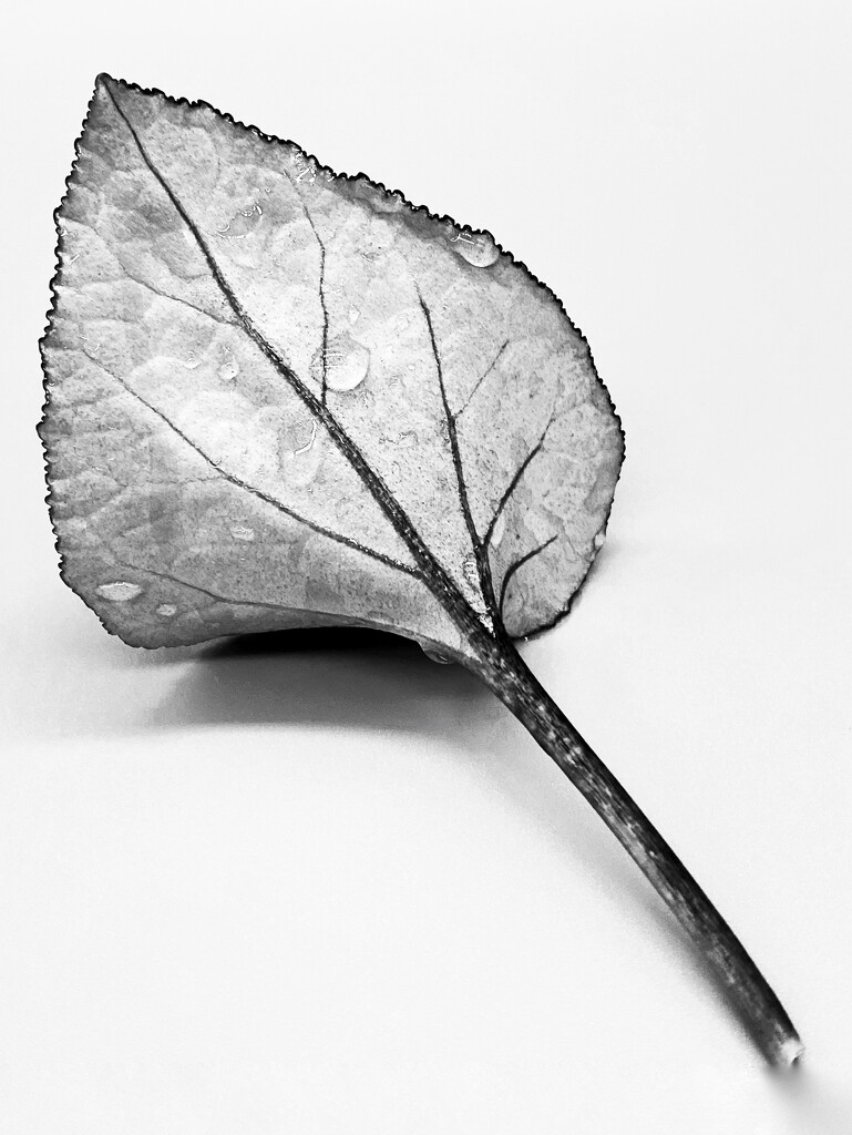 Found a leaf by shutterbug49