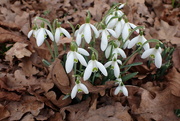 1st Feb 2023 - There must be snowdrops for February