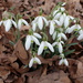 There must be snowdrops for February by speedwell