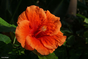 6th Feb 2023 - Orange hibiscus