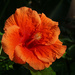 Orange hibiscus by larrysphotos