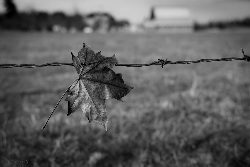 Leaf on barbwire by theredcamera