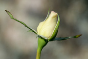 6th Feb 2023 - Rose bud