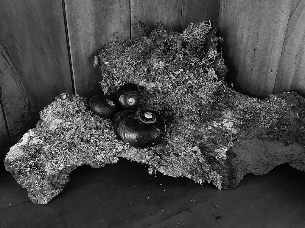 Found when walking in the bush Kauri snail shells , sitting on a piece of the Kauri tree bark  by Dawn