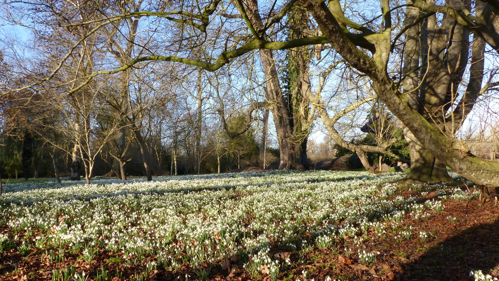 Snowdrops Galore by foxes37