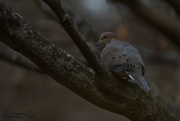 6th Feb 2023 - Mourning Dove