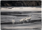 6th Feb 2023 - 5 Swans