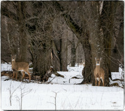 6th Feb 2023 - 3 Deer