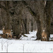 3 Deer by bluemoon