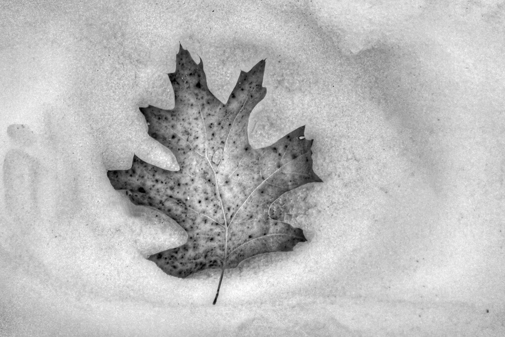 found in the snow (b&w, day 6) by amyk
