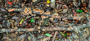 17th Jan 2023 - Patterns of the forest floor.
