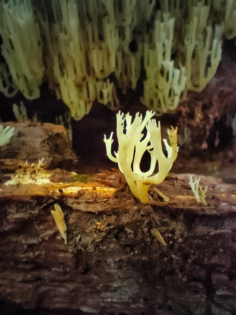 Fungi at Mary Cairncross by jeneurell